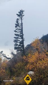 tree-1.jpg