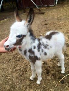 goat-0.JPG